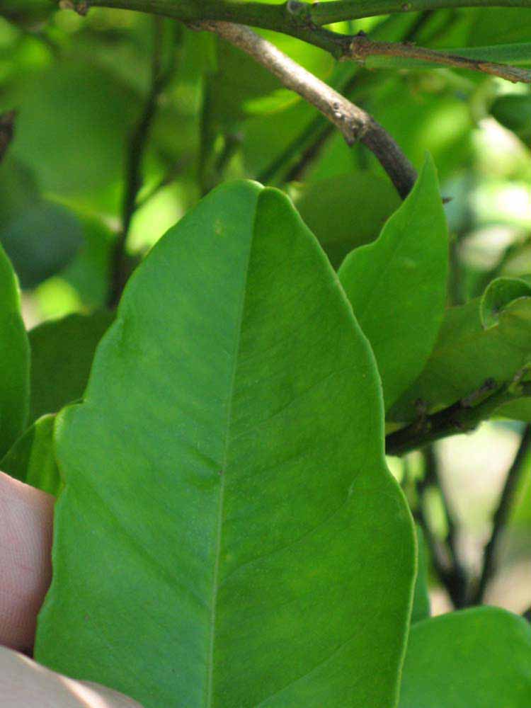              Margin (Winter Haven, FL)       